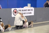 2012 BHCC National Specialty - Veteran Dogs